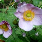 Die letzten Blüten des Sommers