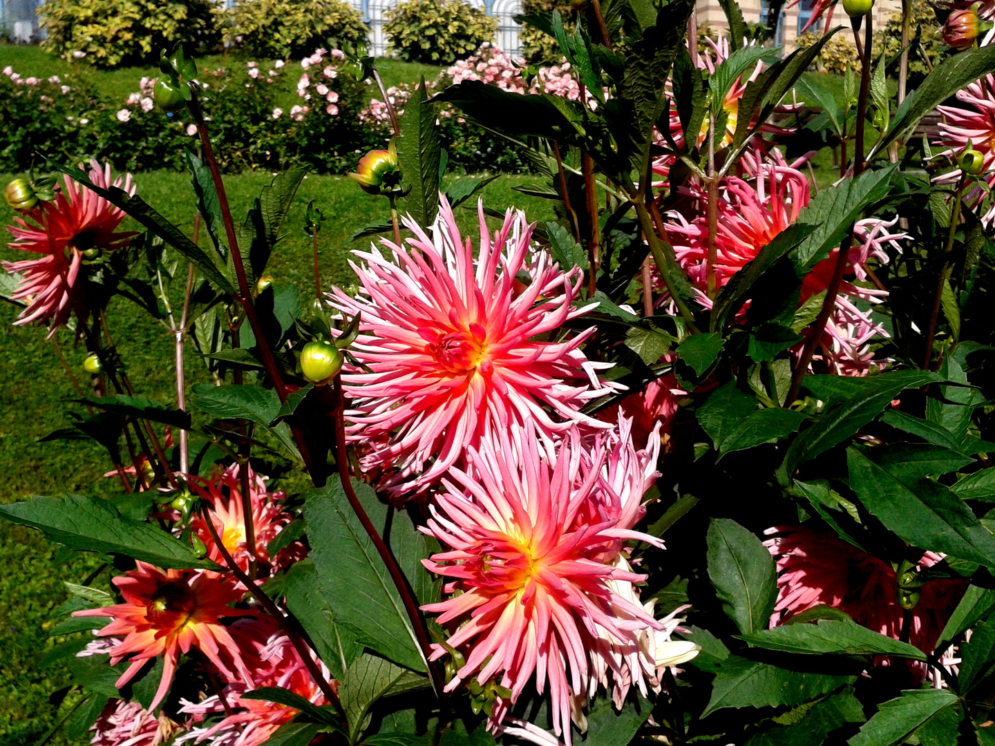 Die letzten Blüten des Sommers (2)