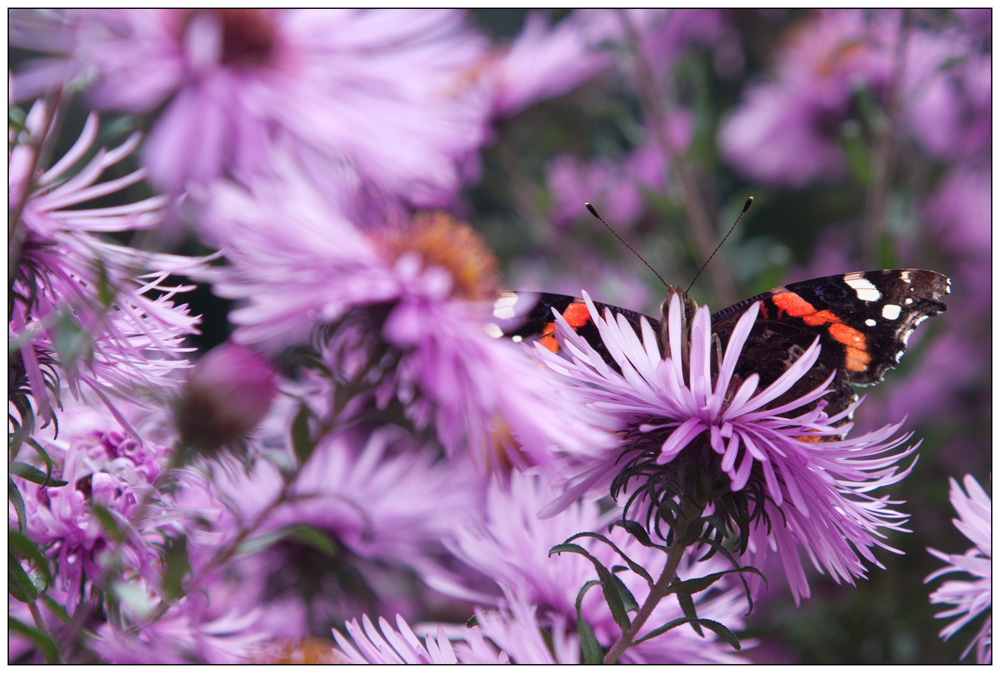 die letzten Blüten