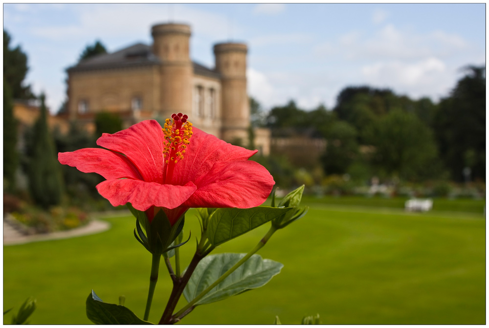 die letzten Blüten