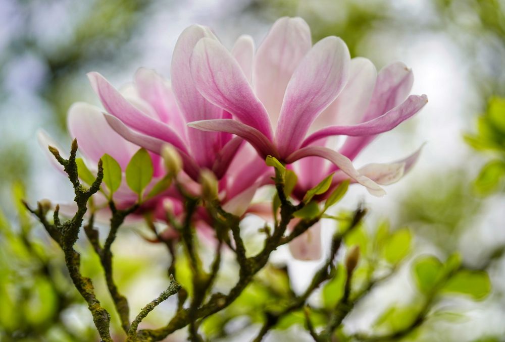 Die letzten Blüten eines Magnolienbaumes festgehalten 