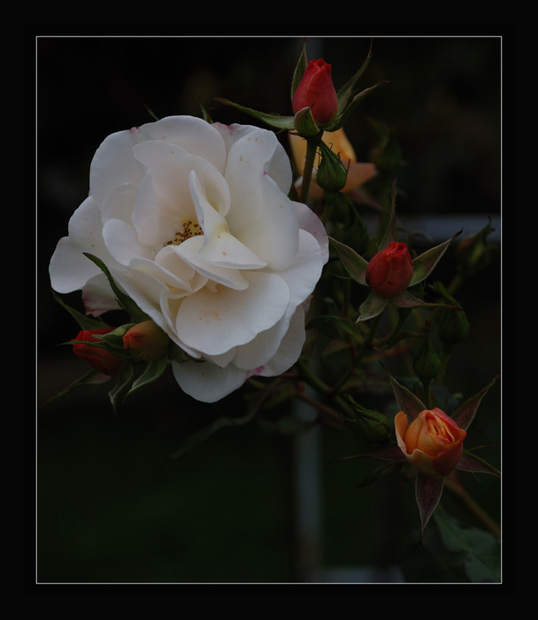 " ..die letzten Blüten.."