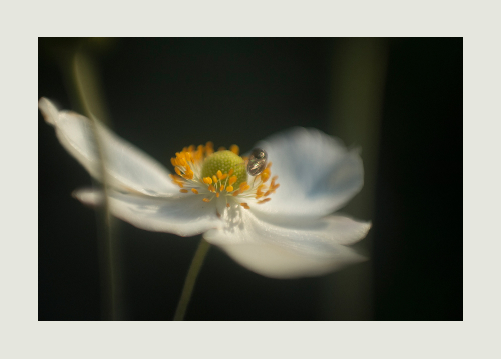 die letzten Blüten ....