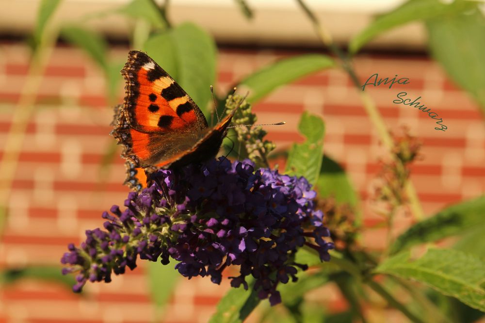 Die letzten Blüten