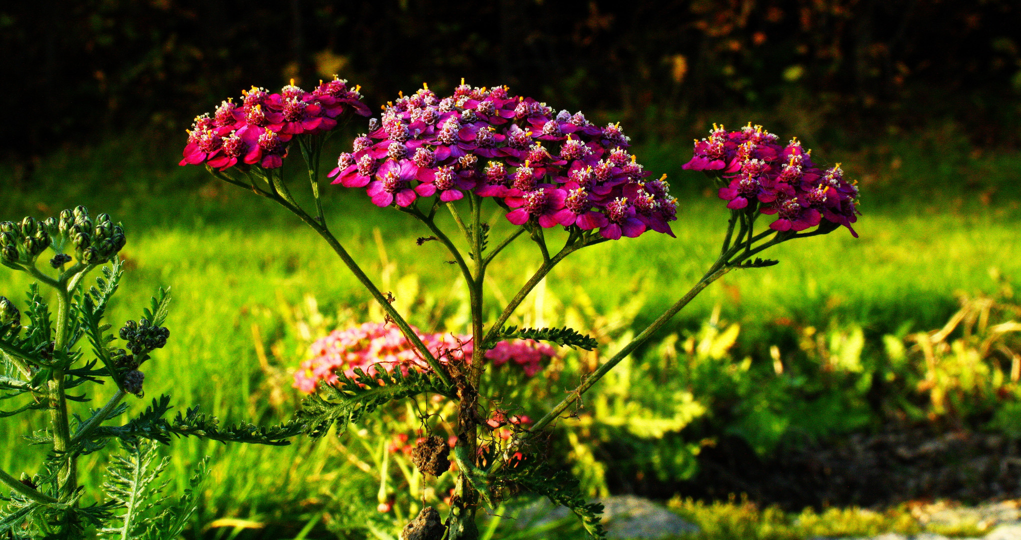 Die Letzten Blüten Farben