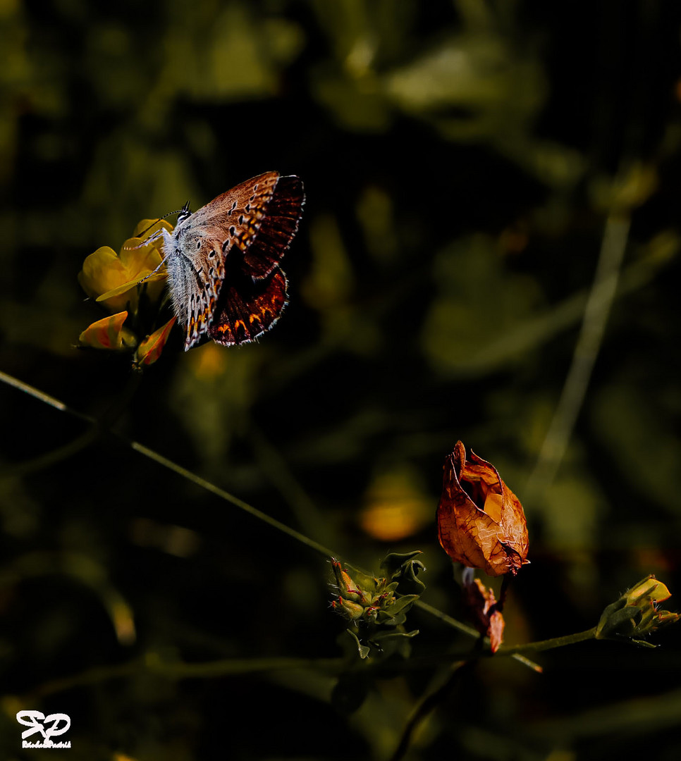 Die letzten Blüten finden ...