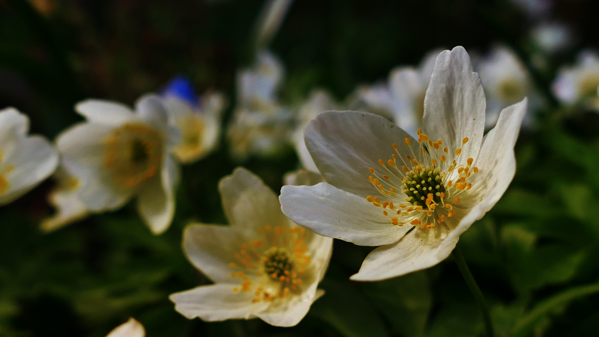 Die letzten Blüten für dieses Jahr