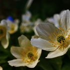 Die letzten Blüten für dieses Jahr