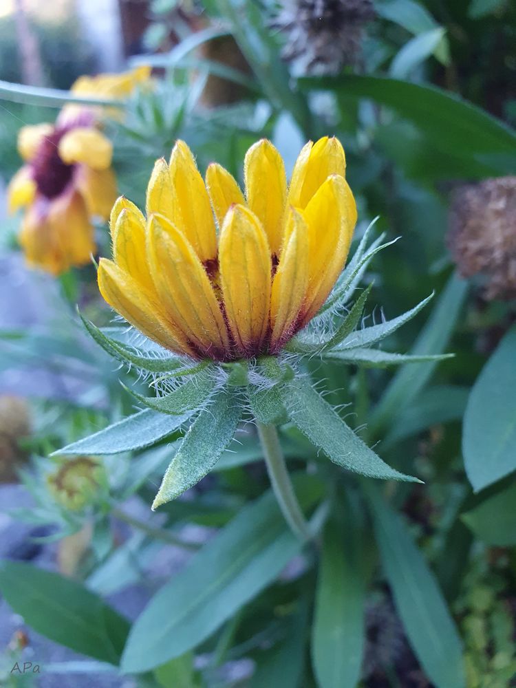 Die letzten Blüten im Garten (1)