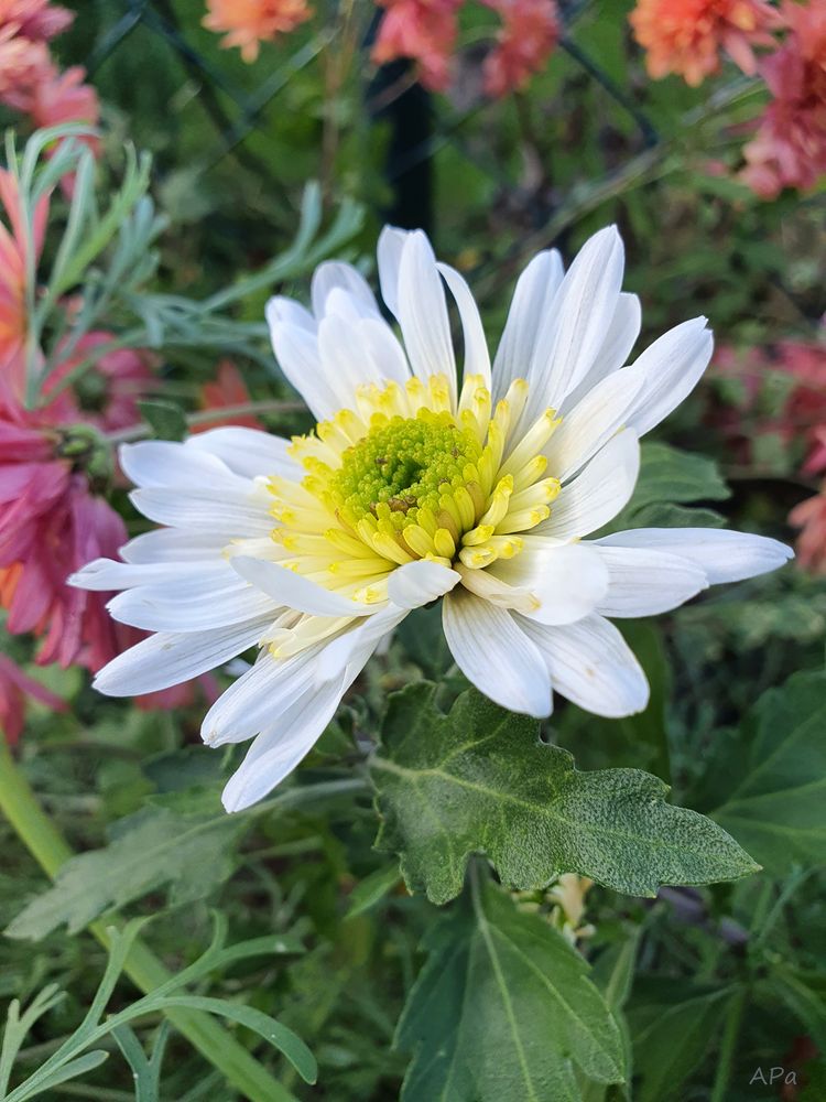 Die letzten Blüten im Garten (2)