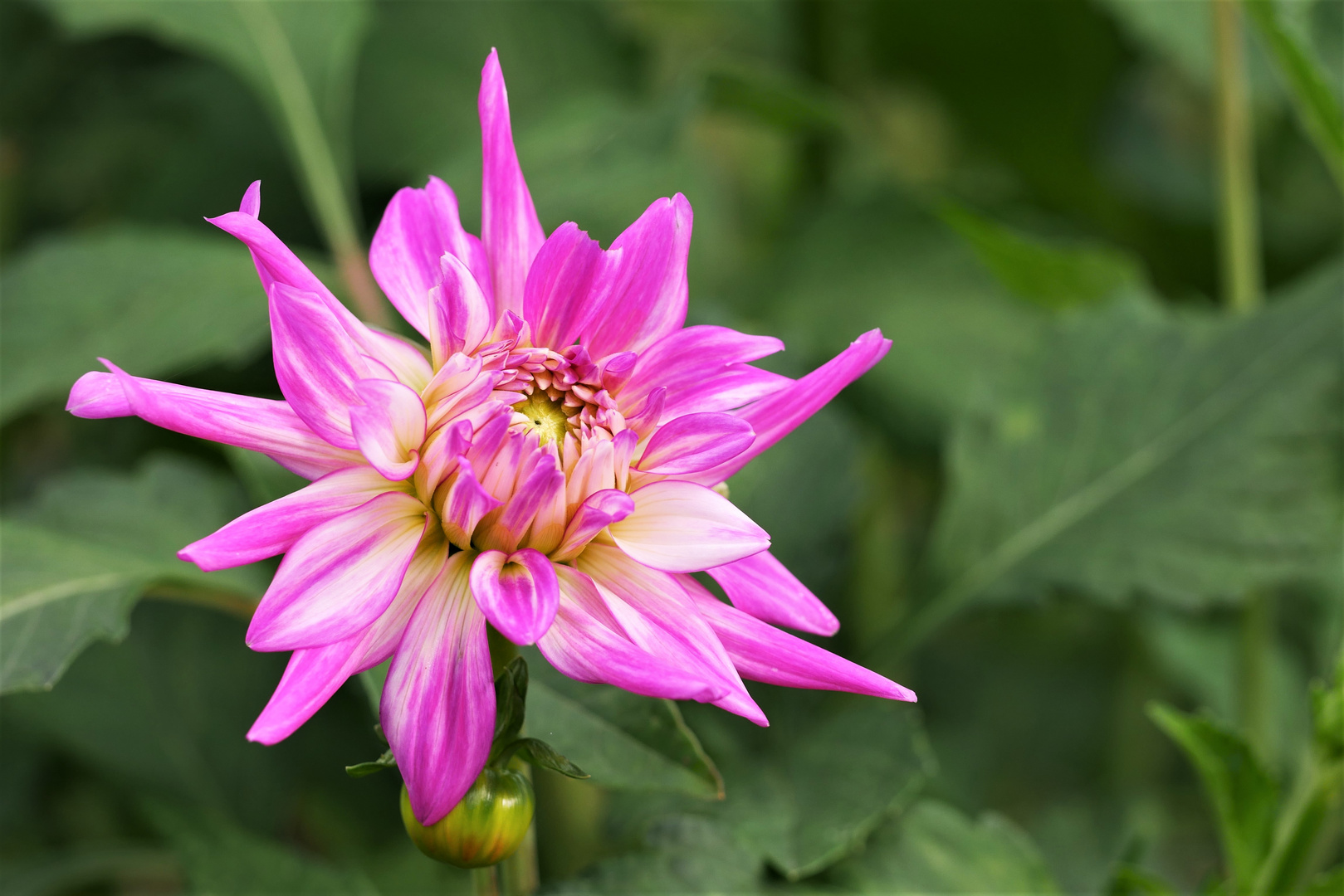 Die letzten Blüten im Garten