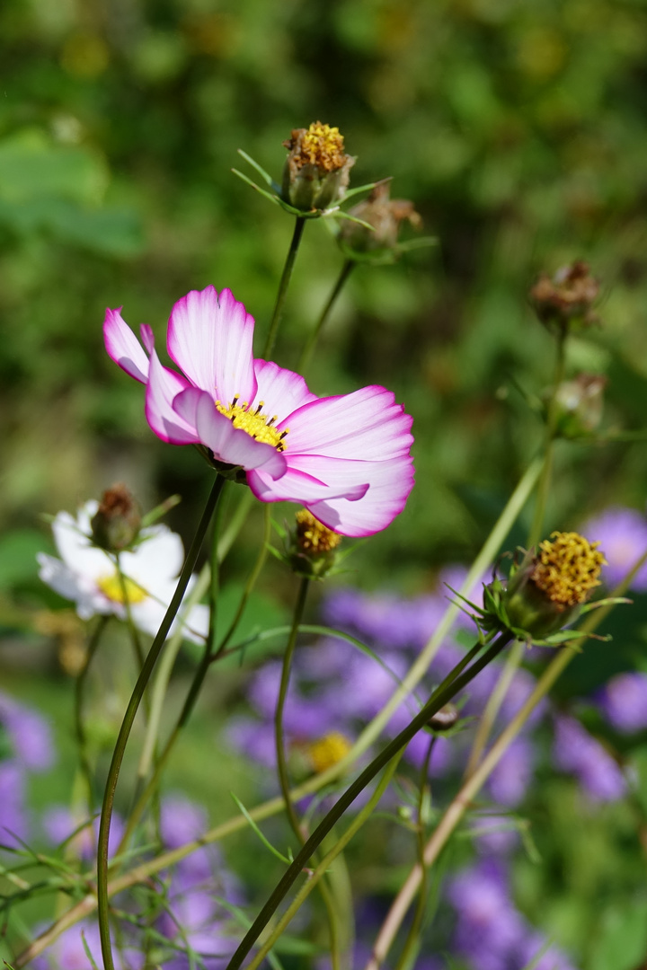 Die letzten Blüten im Herbst