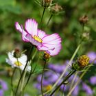 Die letzten Blüten im Herbst