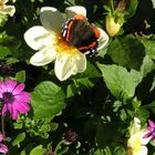 die letzten blüten im oktober...