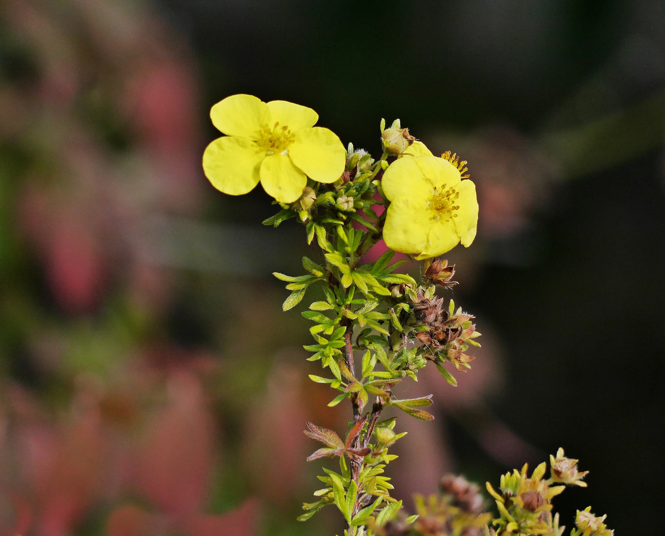 Die letzten Blüten im Park