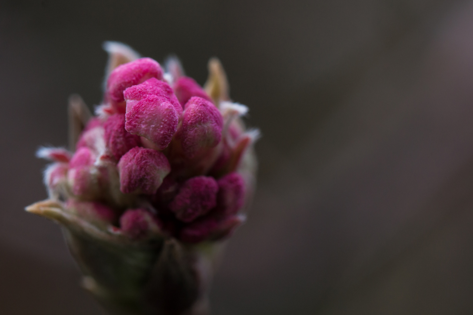 Die letzten Blüten in diesem Jahr