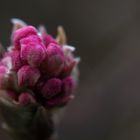 Die letzten Blüten in diesem Jahr