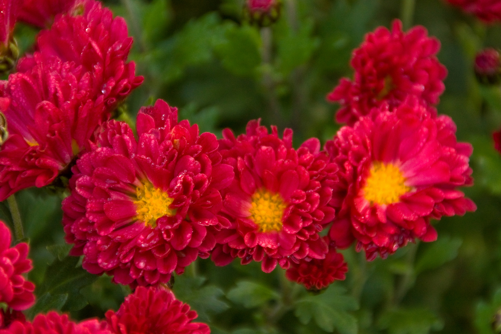 Die letzten Blüten in meinem Garten - hier, die prachtvoll blühenden Chrysanthemen