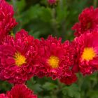 Die letzten Blüten in meinem Garten - hier, die prachtvoll blühenden Chrysanthemen