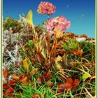 Die letzten Blüten in unserem Garten