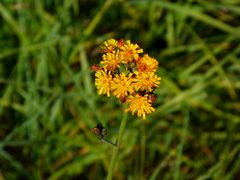 Die letzten Blüten vorm Herbst