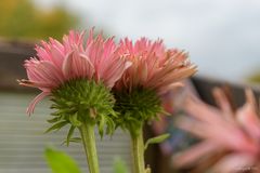 Die letzten Blüten zum Herbst