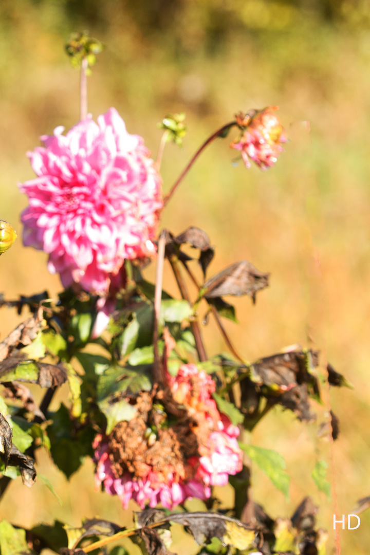 Die letzten Blumen