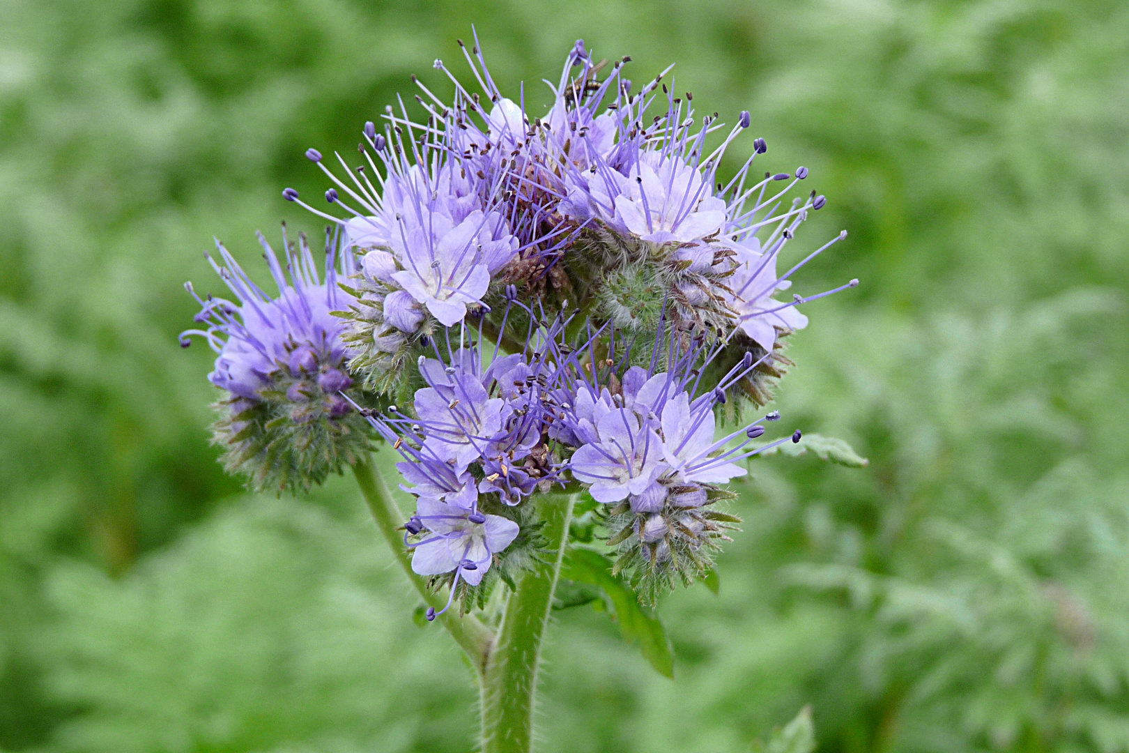 die letzten Blumen