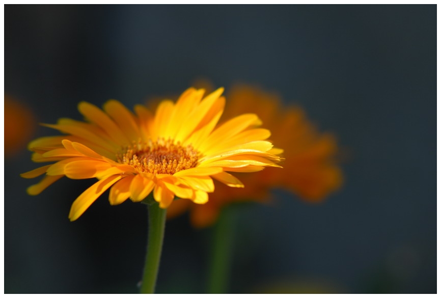 Die letzten Blumen am Wegesrand