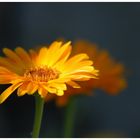 Die letzten Blumen am Wegesrand