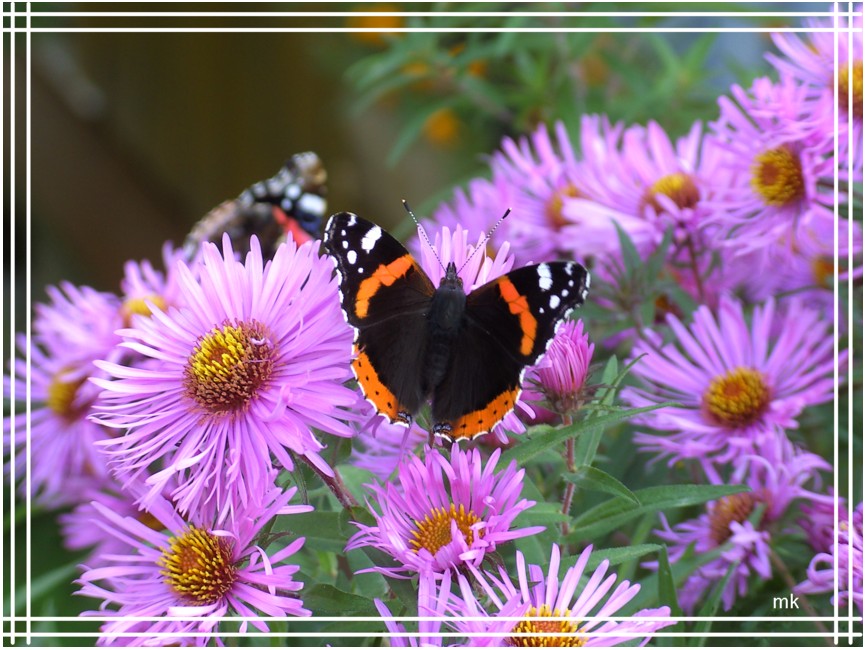 die letzten Blumen