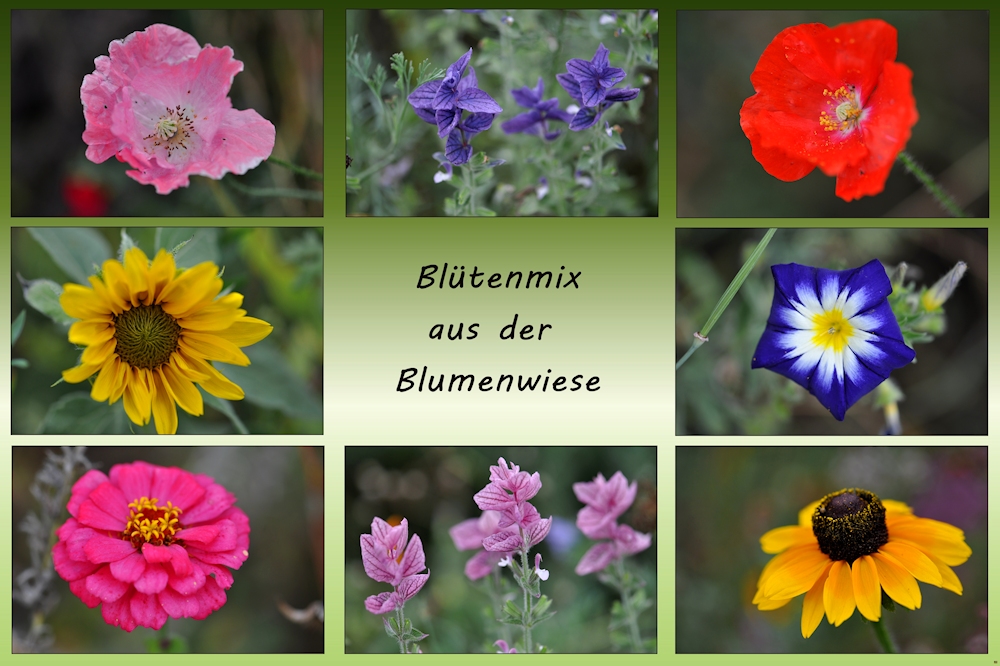 die letzten Blumen