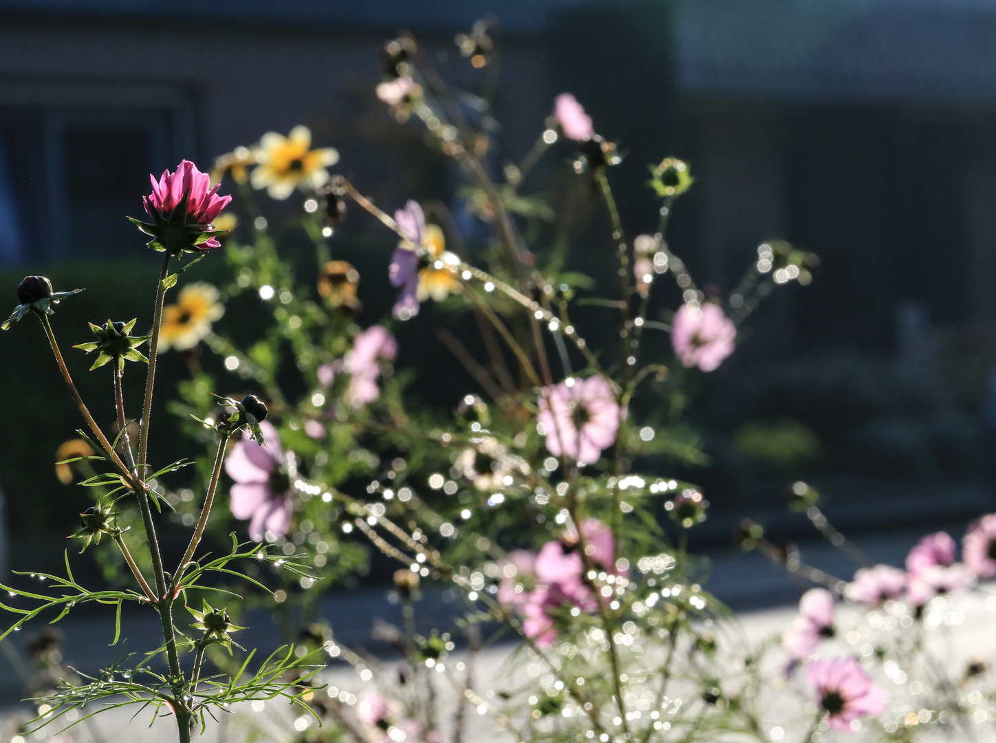 Die letzten Blumen im Vorgarten