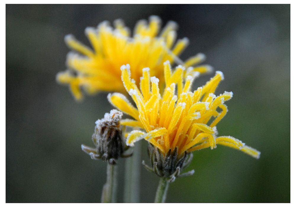 Die letzten Blumen (las últimas flores)