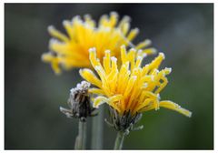 Die letzten Blumen (las últimas flores)