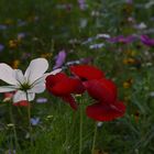 Die letzten Blumenwiesen