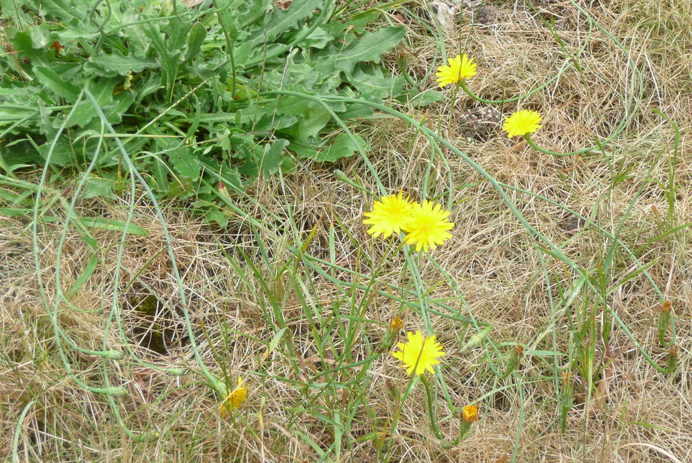 Die letzten Boten des Sommers