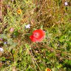 Die Letzten Boten des Sommers