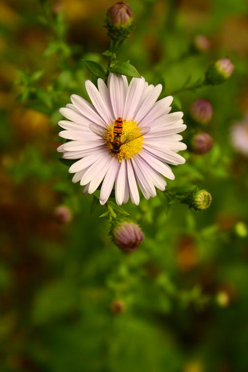 Die letzten Boten des Sommers