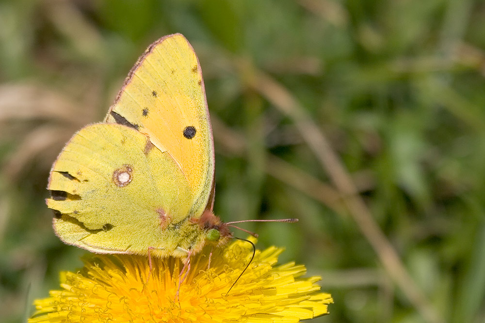 Die letzten Boten des Sommers