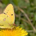 Die letzten Boten des Sommers