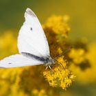 Die letzten Boten dieses Sommers