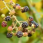 die letzten Brombeeren