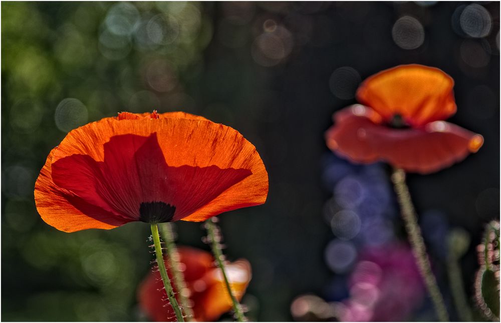 Die letzten Coquelicots.