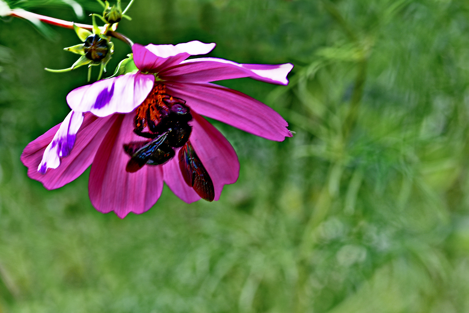 Die letzten Cosmea