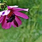 Die letzten Cosmea