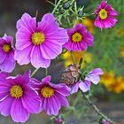 Die letzten Cosmea morgens bei wenig Licht im Garten am 07.11. 2021 aufgenommen