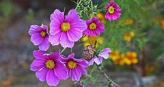 Die letzten Cosmea morgens bei wenig Licht im Garten am 07.11. 2021 aufgenommen