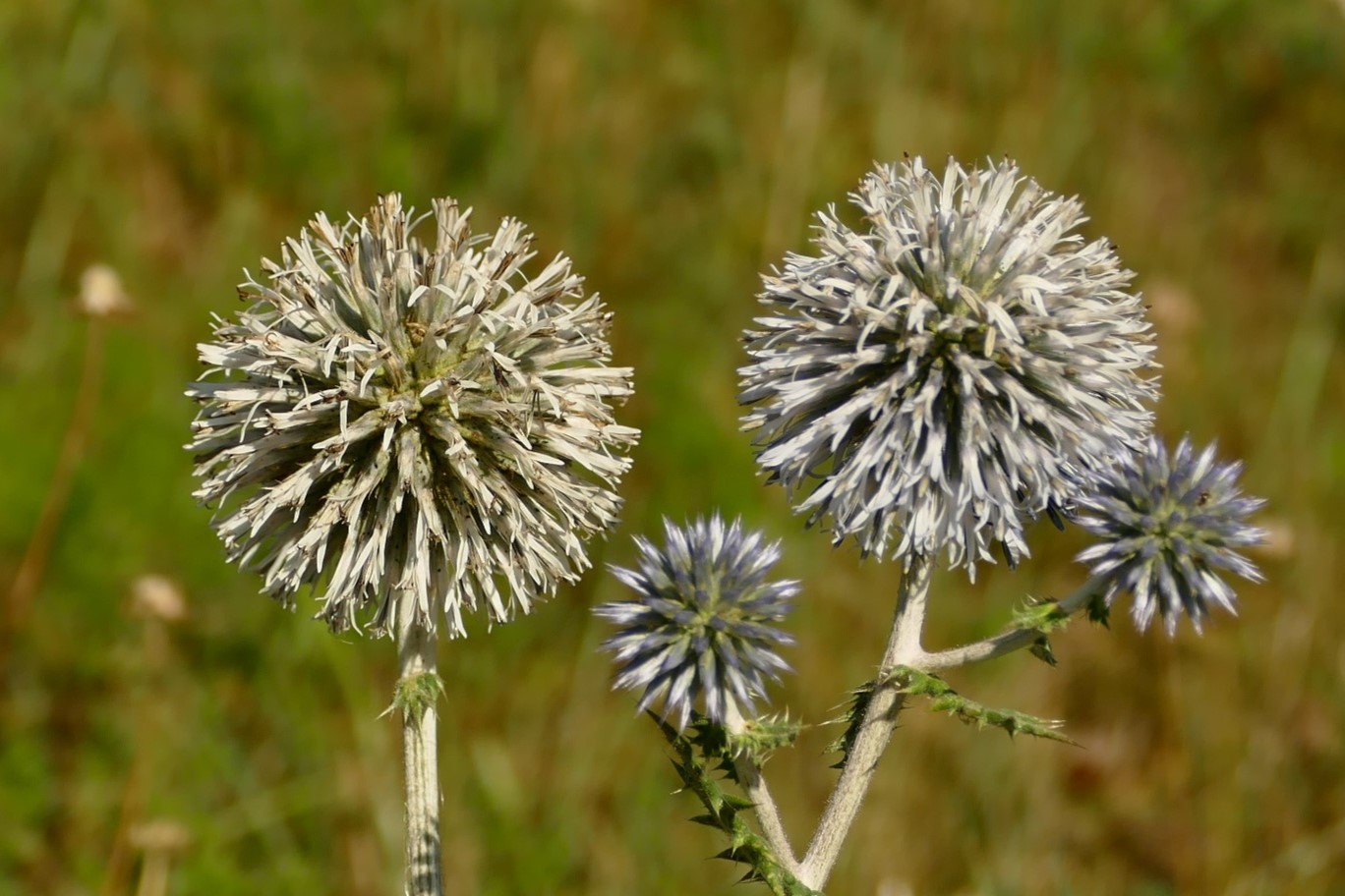 Die letzten des Sommers