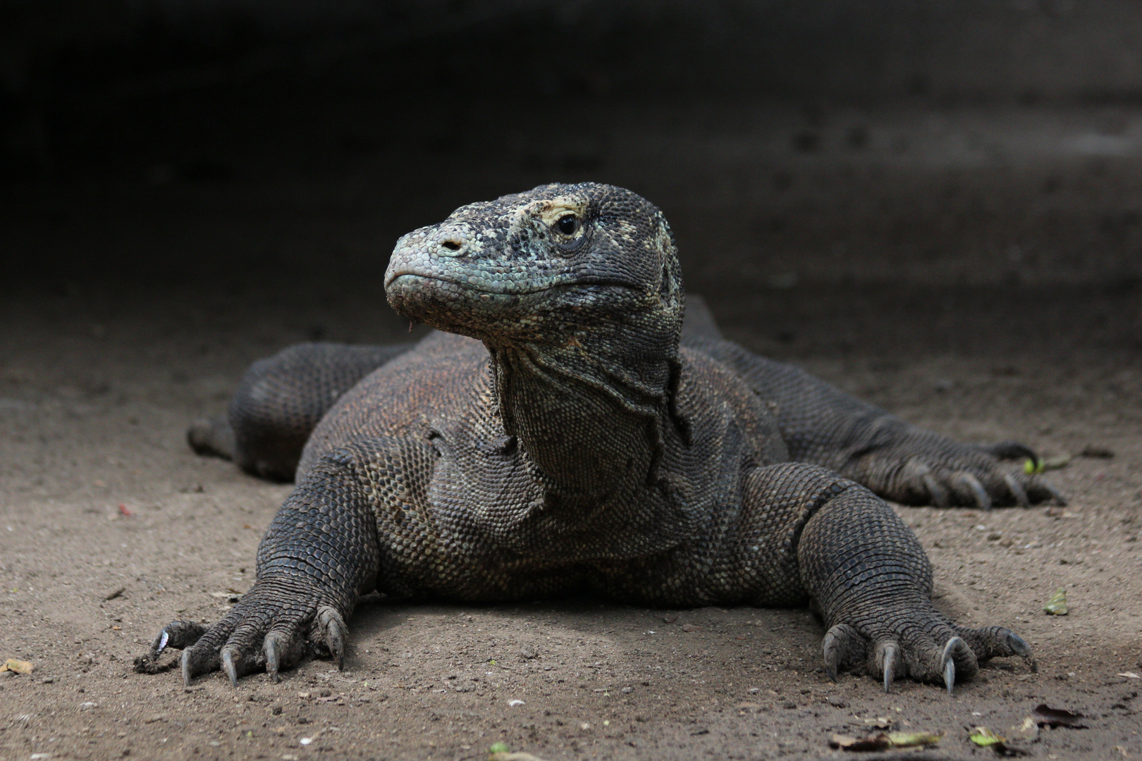 Varane Tier : Komodo-Warane (Varanus Komodoensis) Fütterung auf Büffel ... - The rams escaped relegation to the third tier by the skin of their teeth on the final day of last …